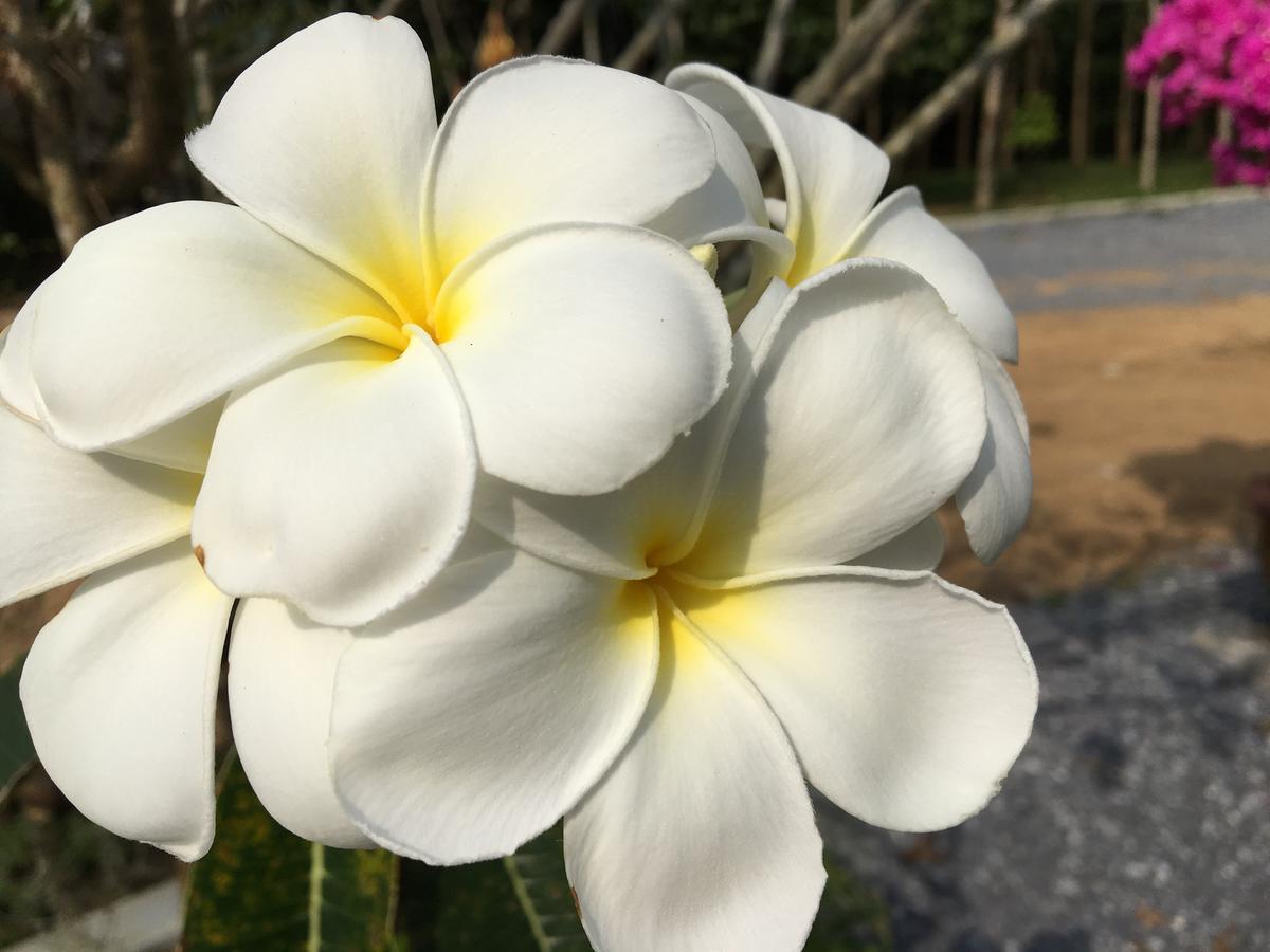 The Herbal Khao Lak Eksteriør billede